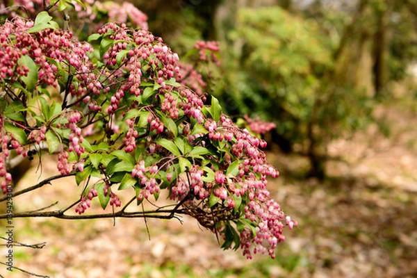 Fototapeta アセビ