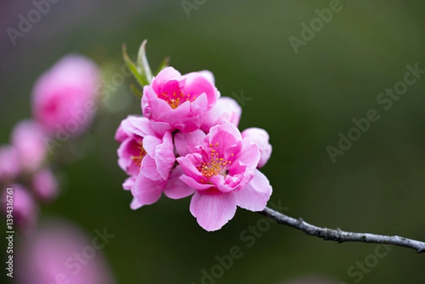 Obraz 楚々と咲く