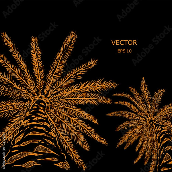 Obraz drawing palm. sketch, summer theme.. vector illustration
