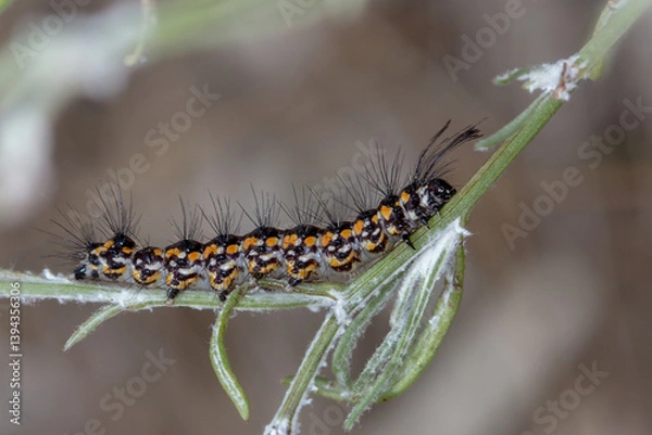 Fototapeta Australian Magpie Moth Caterpillar - Nyctemera amicus - Colourful Larva - Side View
