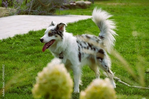 Fototapeta Australian Shepherd with merle coloring stands in a green garden with its tongue out, near white hydrangea blossoms
