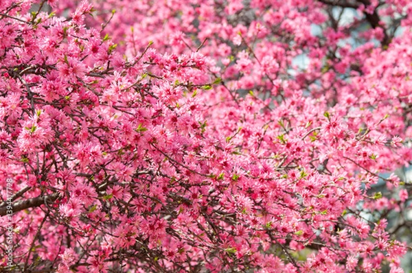 Obraz トキワマンサク_a