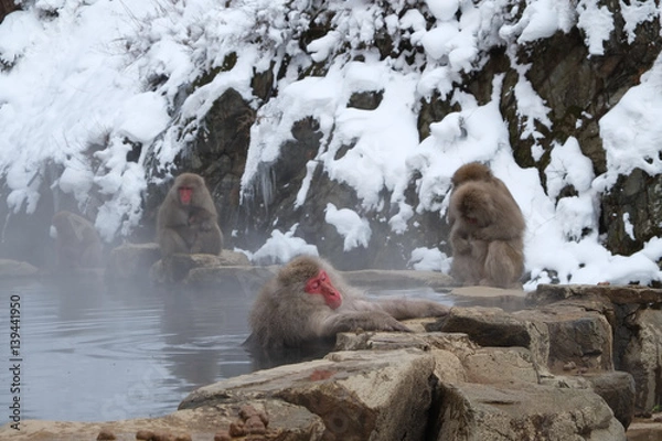 Obraz 猿と温泉　地獄谷野猿公苑
