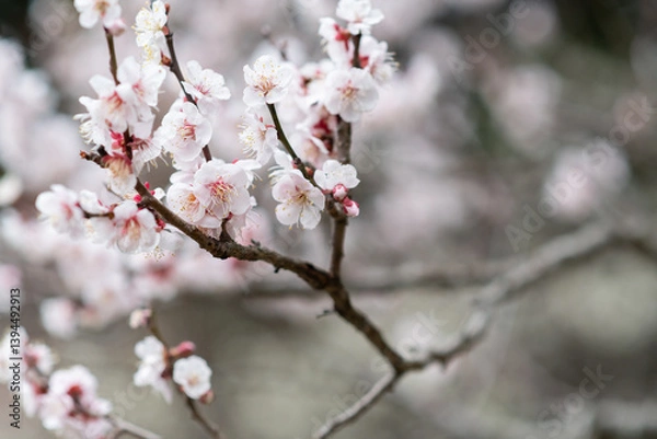 Fototapeta 梅の花をマクロレンズで撮影
