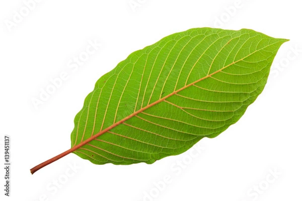 Obraz mitragyna speciosa korth