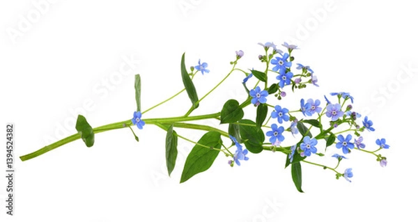 Fototapeta Sprig of blue forget-me-not (brunnera) flowers isolated on white or transparent background
