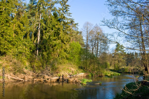 Fototapeta river path through forest