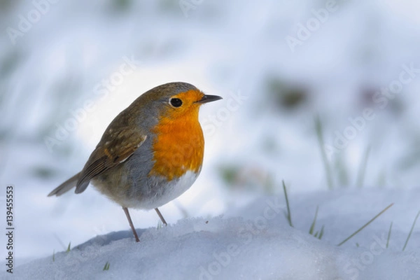 Fototapeta Rouge-gorge