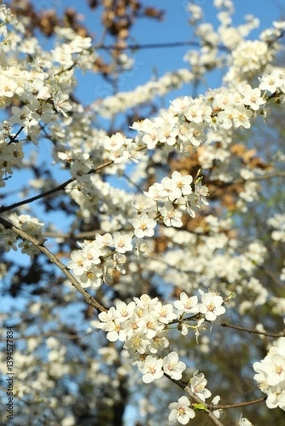 Fototapeta Spring blossoming trees with white flowers in the garden. Spring background