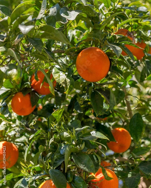 Fototapeta Mandarin fruits on the tree

