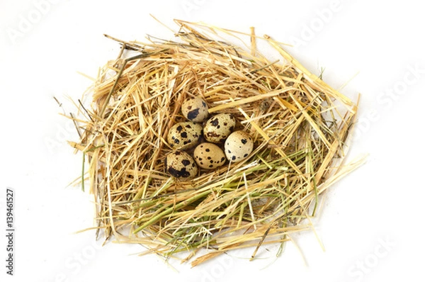 Fototapeta Herbs and plants in the quail's egg, bird's nest and eggs, pictures of eggs in the quail's nest