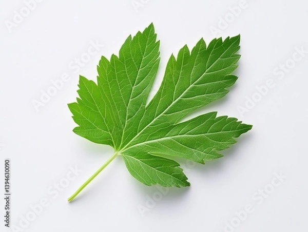 Fototapeta Green leaf on white background