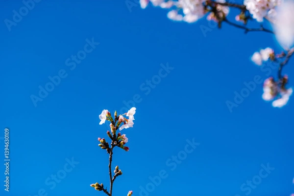 Obraz cherry blossom in spring