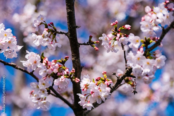Fototapeta cherry tree blossom
