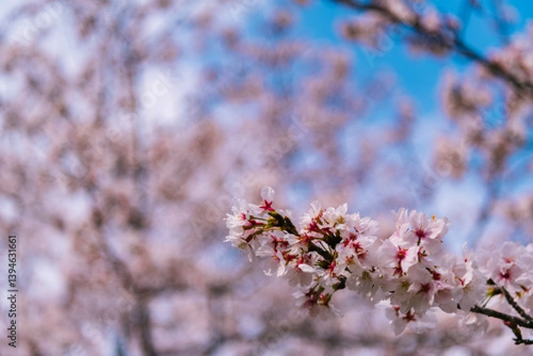 Obraz pink cherry blossom
