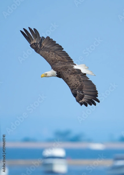 Fototapeta american bald eagle