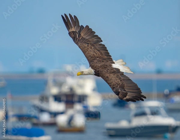 Fototapeta american bald eagle in flight