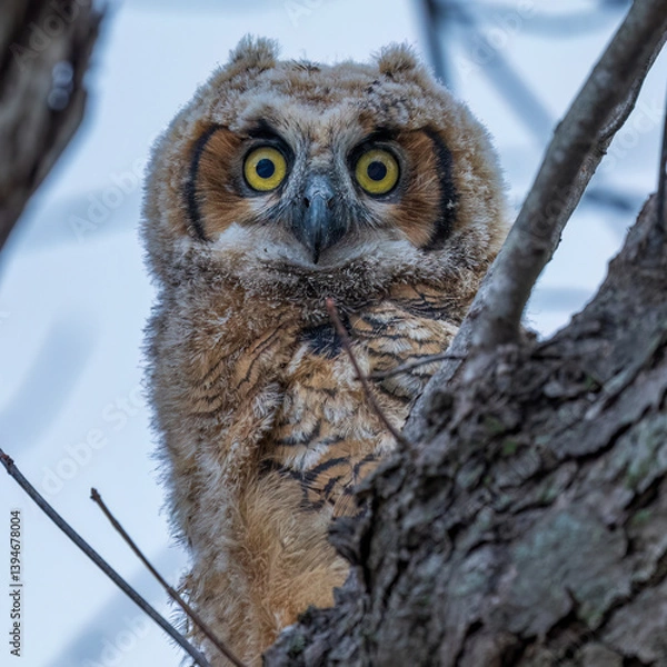 Fototapeta great horned owl baby