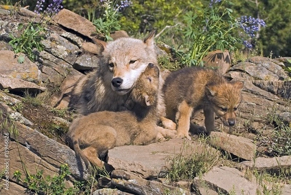Obraz Wolf cubs and mother at den site