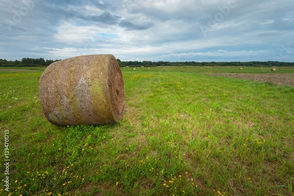 Fototapeta A large round bale of hay lies in the meadow and the sky is cloudy
