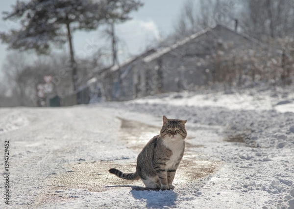 Obraz A stray grey cat from the yard.