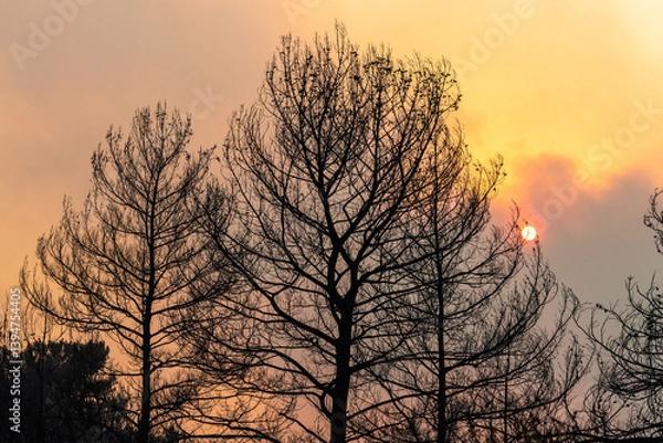 Obraz Sun shining through a cloud of smoke and branches of burnt trees in Marmaris resort town of Turkey, following forest fires of July-August 2021