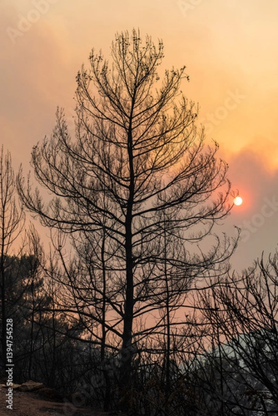 Fototapeta Sun shining through a cloud of smoke and branches of burnt trees in Marmaris resort town of Turkey, following forest fires of July-August 2021