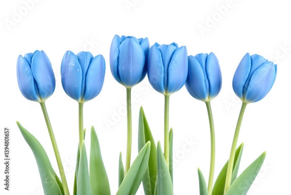 Fototapeta row of blue tulips with water droplets on them