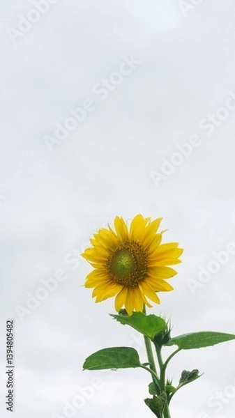 Fototapeta 신비로운 자연이 주는 힘