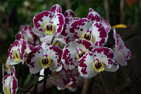 Fototapeta Orchidée mouchetée de violet