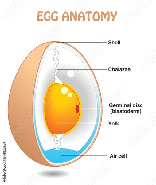 Obraz Egg anatomy, vertical. Bird, chicken egg slice diagram. Cross section. Detailed birds, chickens reproductive system. Simple explanation. Vector illustration