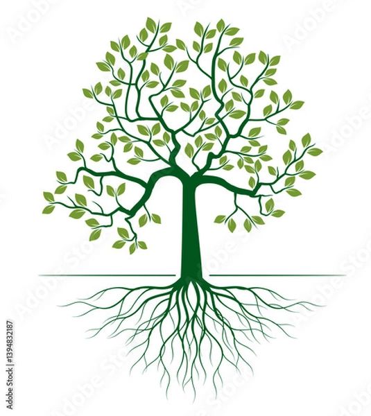 Obraz Shape of green Tree with Leaves and Roots. Vector outline Illustration.