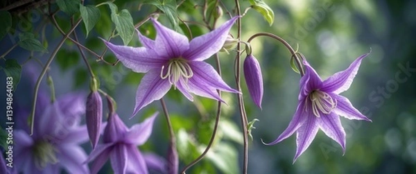 Fototapeta Clematis, a fusion of species, was initially created as an individual flower for the tea ceremony.
