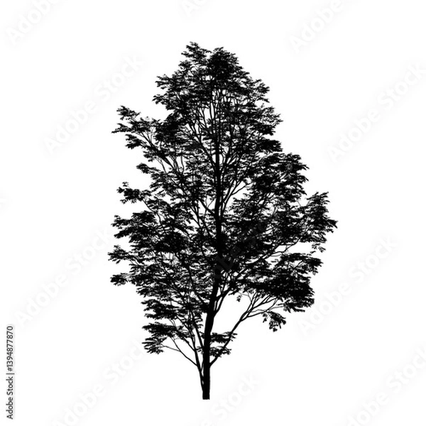 Obraz tree silhouette isolated on white