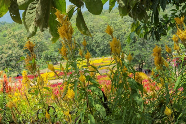 Obraz yellow flowers in the garden. A captivating view of a flower garden, showcasing a profusion of vibrant yellow flowers amidst a tapestry of red and orange blossoms.
