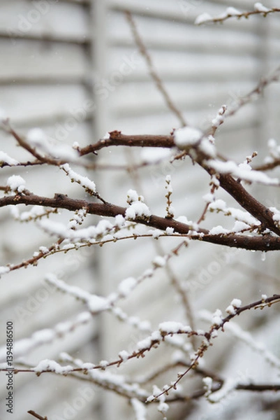 Fototapeta Fruiting tree branches with closed buds under melting snow, portraying climate-related seasonal confusion