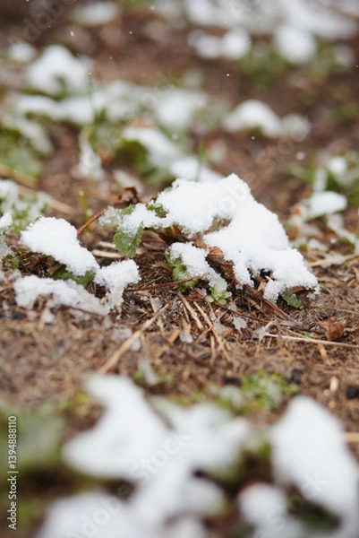 Fototapeta Close-up of melting snow on strawberry leaves after early frost