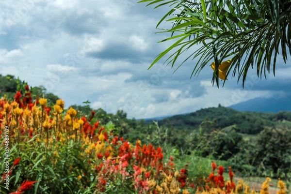 Obraz Colorful flower garden with lush greenery and mountain backdrop. High-angle view of a vibrant flower garden with various colorful flowers arranged in intricate patterns.