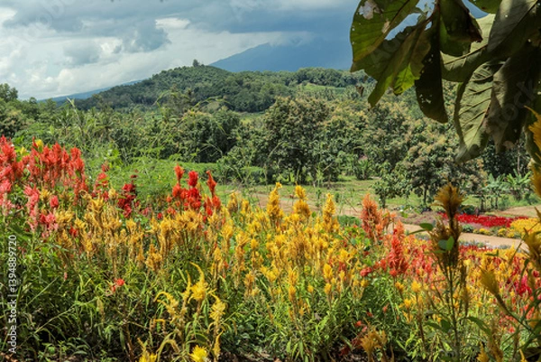 Obraz Colorful flower garden with lush greenery and mountain backdrop. High-angle view of a vibrant flower garden with various colorful flowers arranged in intricate patterns.