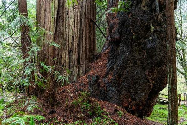 Fototapeta tree trunk and tree roots in the forest at Muir Woods California