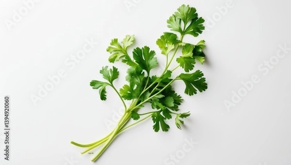 Obraz Top view of coriander leaf isolated against a white backdrop, flat lay.