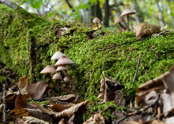 Fototapeta Mycena purpureofusca mushrooms on decaying log covered with moss close up, low toxicity mushrooms in forest