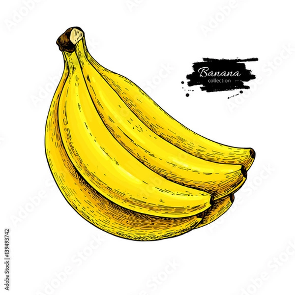 Fototapeta Rysunek wektorowy kiści bananów. Na białym tle ręcznie rysowany obiekt na białym tle. Letnie owoce artystyczne