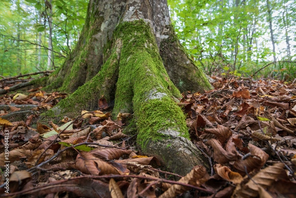 Fototapeta Hornbeam root covered with moss close up, floor covered with dry leaves in deciduous forest