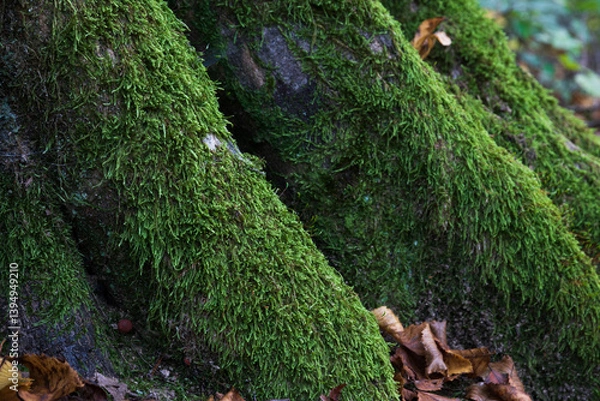 Fototapeta Moss on tree roots near ground close up, few dry leaves lay around