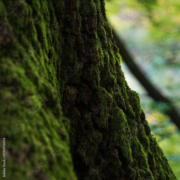 Fototapeta Oak bark covered with moss close up, rough tree bark detail near tree base