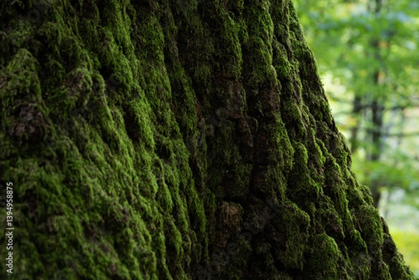 Fototapeta Oak bark covered with moss close up, rough tree bark detail near tree base