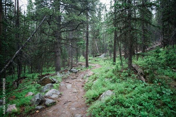 Fototapeta woods