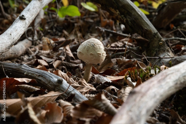 Fototapeta Parasol mushroom among naked branches close up, young edible macrolepiota procera on forest floor framed with dry tree branches