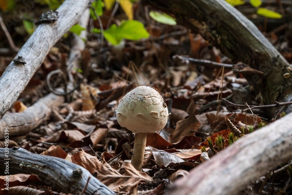 Fototapeta Parasol mushroom among naked branches close up, young edible macrolepiota procera on forest floor framed with dry tree branches